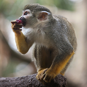 MegaSena a Quina: keď lotéria v Brazílii, tak vo veľkom štýle!