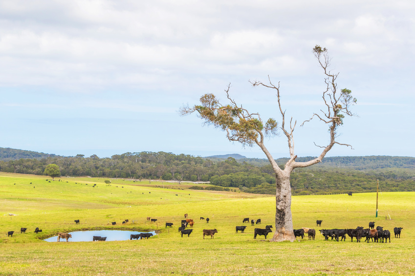 Australien: Sehenswürdigkeiten und Fakten - typische Rinderfarm