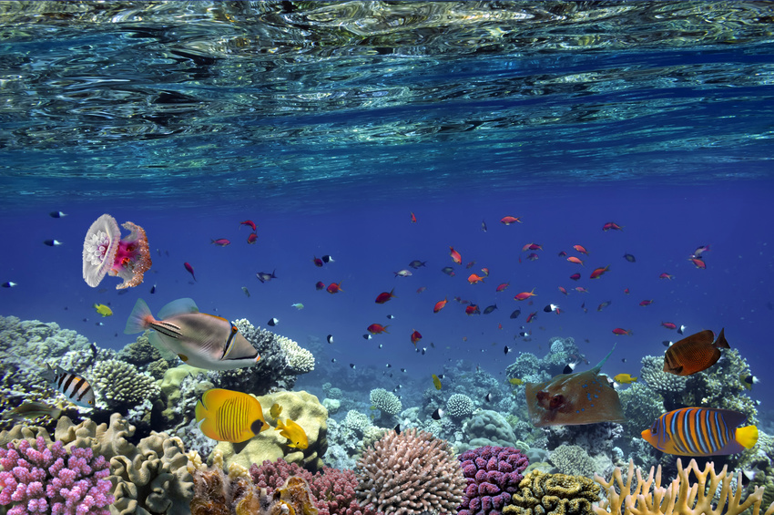 Australien: Sehenswürdigkeiten und Fakten - Great Barrier Reef