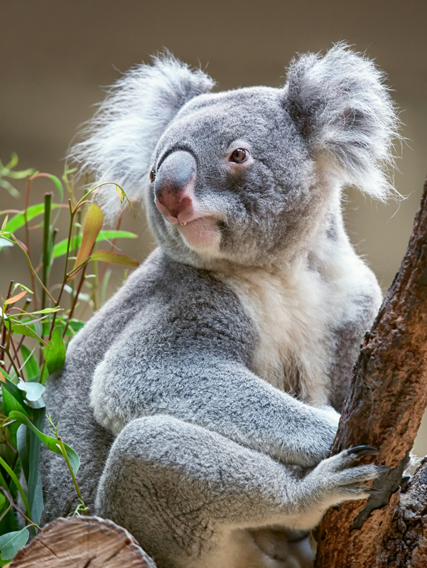 Australien: Sehenswürdigkeiten und Fakten - ein Koala bei der Mahlzeit